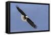 Bald Eagle flying-Ken Archer-Framed Stretched Canvas