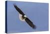 Bald Eagle flying-Ken Archer-Stretched Canvas