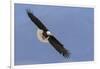 Bald Eagle flying-Ken Archer-Framed Photographic Print