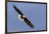 Bald Eagle flying-Ken Archer-Framed Photographic Print