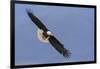 Bald Eagle flying-Ken Archer-Framed Photographic Print