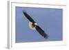 Bald Eagle flying-Ken Archer-Framed Photographic Print