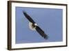 Bald Eagle flying-Ken Archer-Framed Photographic Print