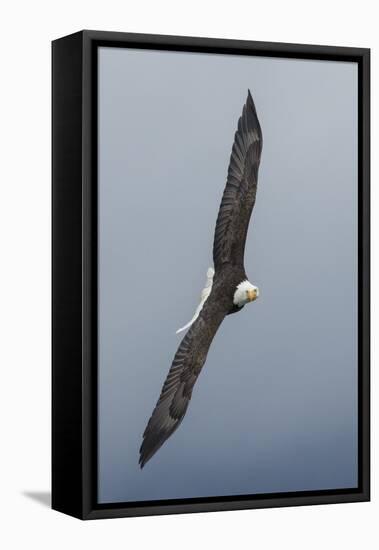 Bald Eagle flying-Ken Archer-Framed Stretched Canvas