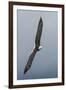 Bald Eagle flying-Ken Archer-Framed Photographic Print