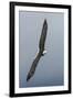 Bald Eagle flying-Ken Archer-Framed Photographic Print