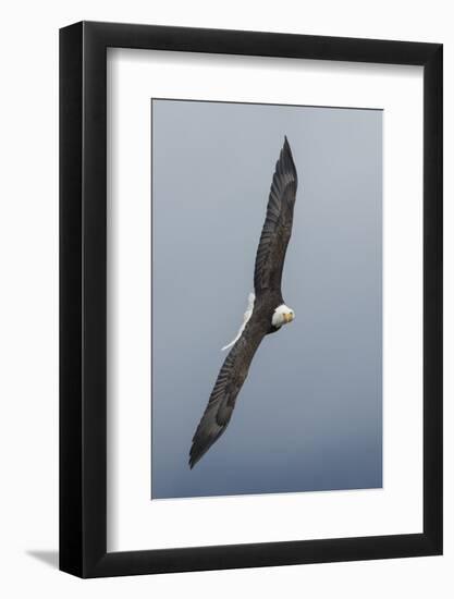 Bald Eagle flying-Ken Archer-Framed Photographic Print