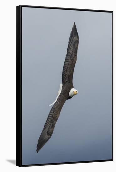 Bald Eagle flying-Ken Archer-Framed Stretched Canvas