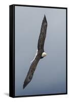 Bald Eagle flying-Ken Archer-Framed Stretched Canvas