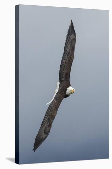 Bald Eagle flying-Ken Archer-Stretched Canvas