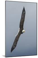 Bald Eagle flying-Ken Archer-Mounted Photographic Print