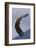 Bald Eagle flying-Ken Archer-Framed Photographic Print
