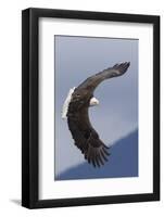 Bald Eagle flying-Ken Archer-Framed Photographic Print