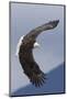 Bald Eagle flying-Ken Archer-Mounted Photographic Print