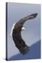 Bald Eagle flying-Ken Archer-Stretched Canvas