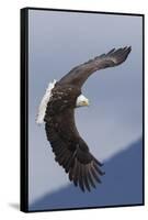 Bald Eagle flying-Ken Archer-Framed Stretched Canvas