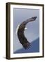 Bald Eagle flying-Ken Archer-Framed Photographic Print