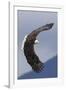 Bald Eagle flying-Ken Archer-Framed Photographic Print