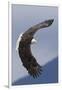 Bald Eagle flying-Ken Archer-Framed Photographic Print