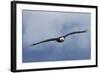 Bald Eagle flying-Ken Archer-Framed Photographic Print