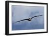 Bald Eagle flying-Ken Archer-Framed Photographic Print