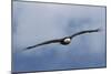 Bald Eagle flying-Ken Archer-Mounted Photographic Print