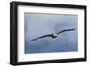 Bald Eagle flying-Ken Archer-Framed Photographic Print