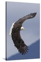 Bald Eagle flying-Ken Archer-Stretched Canvas