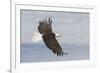 Bald eagle flying-Ken Archer-Framed Photographic Print