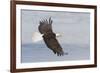 Bald eagle flying-Ken Archer-Framed Photographic Print