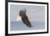 Bald eagle flying-Ken Archer-Framed Photographic Print