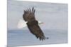 Bald eagle flying-Ken Archer-Mounted Photographic Print