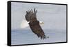 Bald eagle flying-Ken Archer-Framed Stretched Canvas