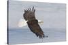 Bald eagle flying-Ken Archer-Stretched Canvas