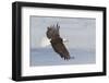 Bald eagle flying-Ken Archer-Framed Photographic Print