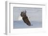 Bald eagle flying-Ken Archer-Framed Photographic Print