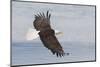 Bald eagle flying-Ken Archer-Mounted Photographic Print