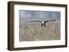 Bald Eagle, foggy wetland marsh-Ken Archer-Framed Photographic Print