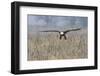 Bald Eagle, foggy wetland marsh-Ken Archer-Framed Photographic Print