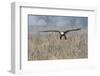 Bald Eagle, foggy wetland marsh-Ken Archer-Framed Photographic Print