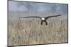 Bald Eagle, foggy wetland marsh-Ken Archer-Mounted Photographic Print