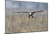 Bald Eagle, foggy wetland marsh-Ken Archer-Mounted Photographic Print