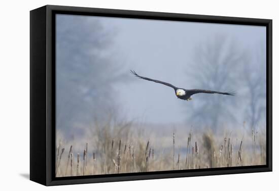 Bald Eagle, Foggy Wetland Marsh-Ken Archer-Framed Stretched Canvas