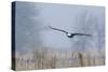 Bald Eagle, Foggy Wetland Marsh-Ken Archer-Stretched Canvas