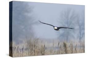 Bald Eagle, Foggy Wetland Marsh-Ken Archer-Stretched Canvas