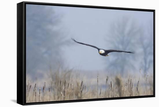 Bald Eagle, Foggy Wetland Marsh-Ken Archer-Framed Stretched Canvas