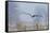 Bald Eagle, Foggy Wetland Marsh-Ken Archer-Framed Stretched Canvas