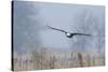 Bald Eagle, Foggy Wetland Marsh-Ken Archer-Stretched Canvas