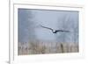 Bald Eagle, Foggy Wetland Marsh-Ken Archer-Framed Photographic Print