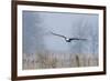 Bald Eagle, Foggy Wetland Marsh-Ken Archer-Framed Photographic Print